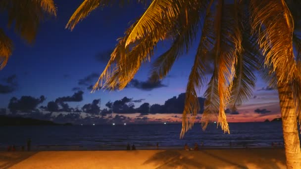 Gökyüzünün Önündeki Palmiye Ağacının Alt Görünümü — Stok video