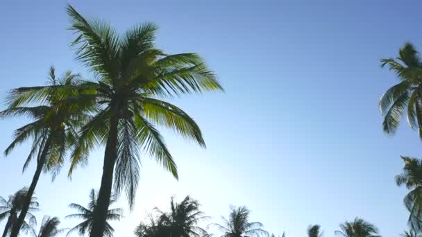 Bottom View Footage Palm Trees Front Sky — Stock Video