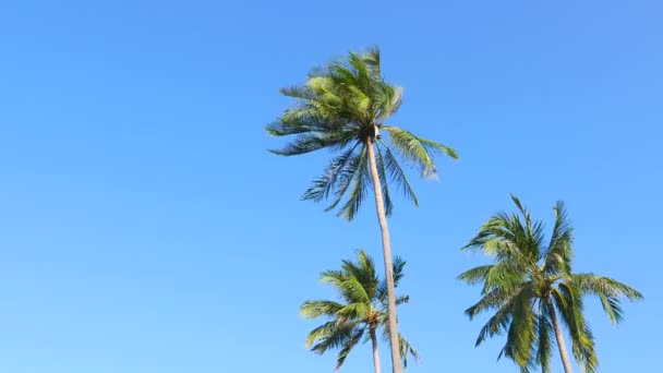 Imágenes Vista Inferior Palmeras Frente Cielo — Vídeo de stock