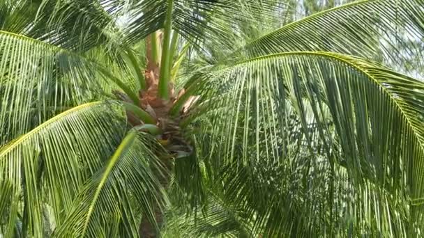 热带岛屿椰子树的风景特写镜头 — 图库视频影像