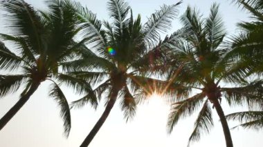 gökyüzünün önündeki palmiye ağaçlarının alt görünümü