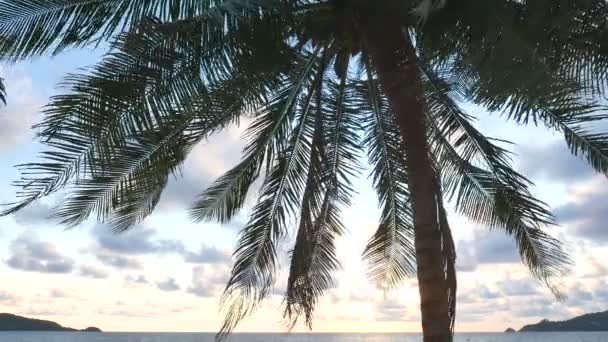 Schilderachtige Close Beelden Van Kokospalmen Tropisch Eiland — Stockvideo