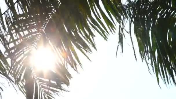 天空前棕榈树的底视图镜头 — 图库视频影像