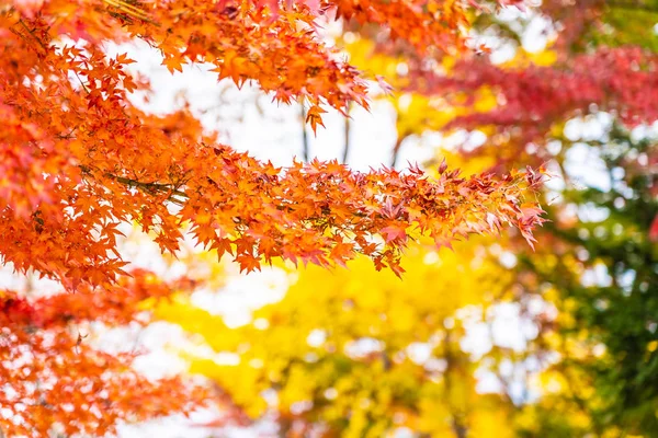 Вид Снаружи Осенним Сезоном Красным Карликовым Листом — стоковое фото