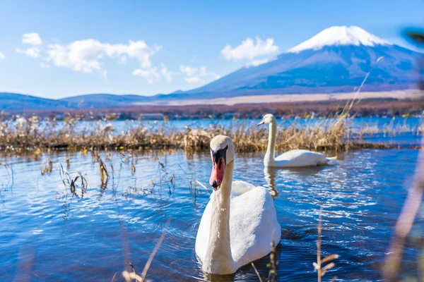 Bellissimo Paesaggio Montagna Fuji Con Cigno Bianco Intorno Lago Yamanakako — Foto Stock