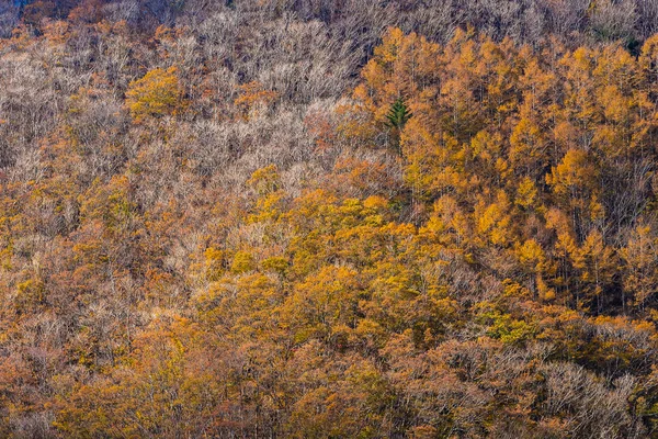 Vackert Landskap Med Maple Leaf Träd Höstsäsongen Japan — Stockfoto