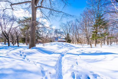 Kar kış sezonu için seyahat Hokkaido Japonya ağacında ile güzel manzara