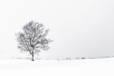 Kar mevsiminde yapayalnız bir ağacın olduğu güzel bir doğa.