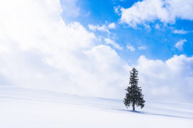 Güzel açık doğa manzara yalnız Sunni Noel ağacı gökyüzü ve bulut ile kar kış hava sezon