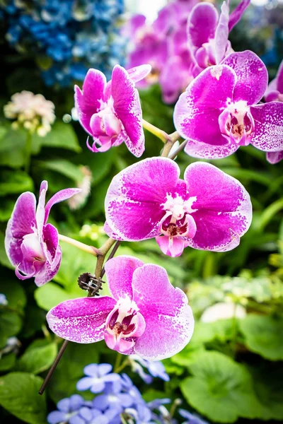 Beautiful Colorful Flower Garden — Stock Photo, Image