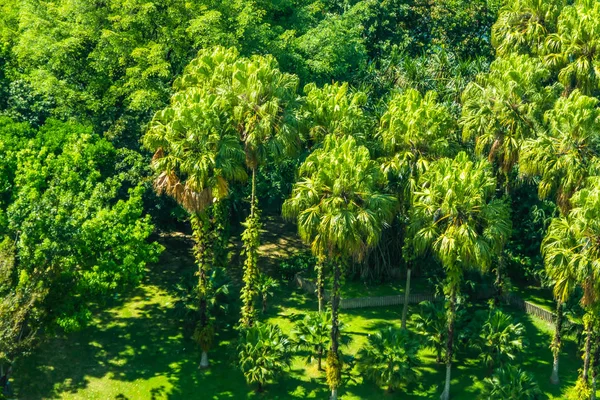 Palmiye Ağacı Park Ile Güzel Manzara — Stok fotoğraf