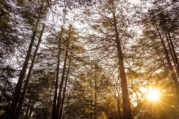 Bela Paisagem Exterior Árvore Floresta Com Luz Solar Para Fundo — Fotografia de Stock