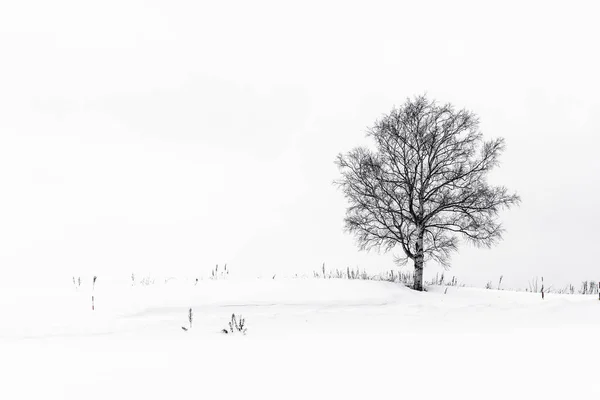 Schöne Outdoor Landschaft Mit Einsamen Baum Schnee Winter — Stockfoto