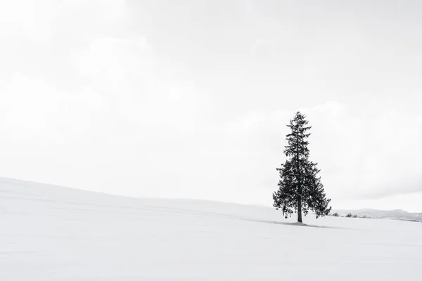 美丽的户外自然景观与单独的洗礼树在雪冬天天气季节与天空和云彩 — 图库照片