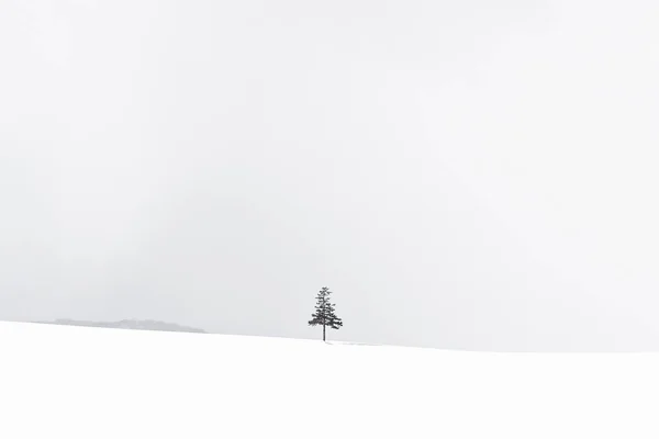 Beau Paysage Nature Plein Air Arbre Noël Hiver Saison Des — Photo