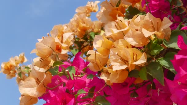Escénicas Imágenes Cerca Hermosas Flores — Vídeos de Stock