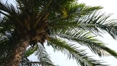 Sahilde, gökyüzünün önündeki palmiye ağacının görüntüsü.