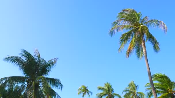 天空前棕榈树的底视图画面 — 图库视频影像