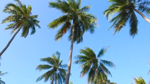 Вид Знизу Кадри Пальмами Перед Небом — стокове відео