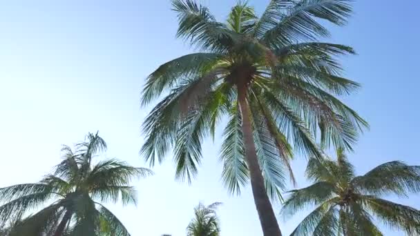 Vista Dal Basso Filmato Palme Davanti Cielo — Video Stock