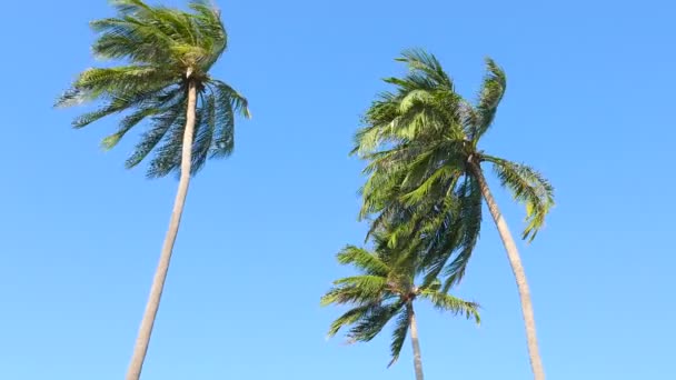 Imágenes Vista Inferior Palmeras Frente Cielo — Vídeos de Stock