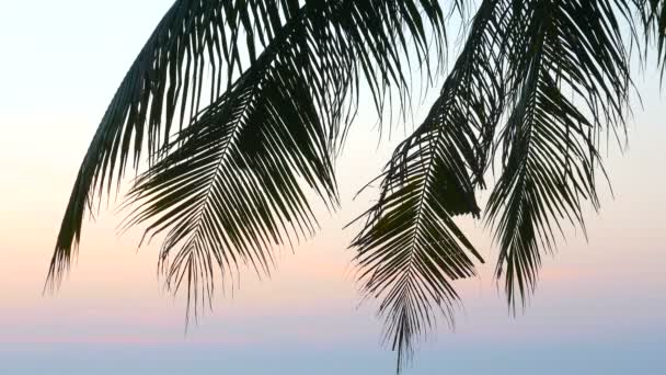 Imágenes Vista Inferior Palmera Frente Cielo — Vídeos de Stock