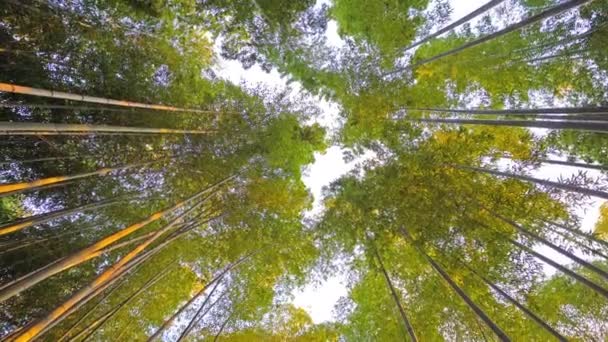 Malebná Úzká Záběr Krásných Zelených Stromů — Stock video