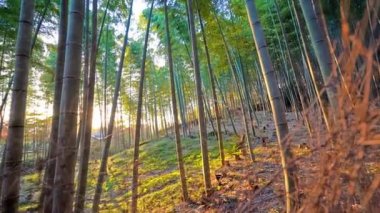 sonbahar gününde güzel orman manzara görüntüleri