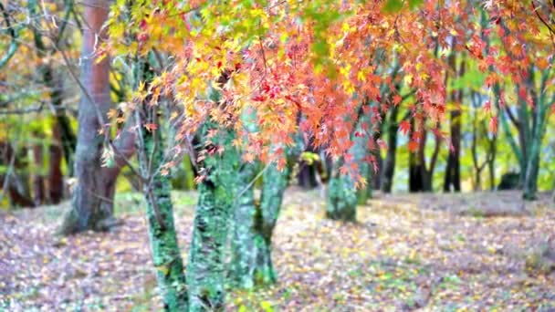 Riprese Panoramiche Della Bellissima Foresta Nella Giornata Autunnale — Video Stock