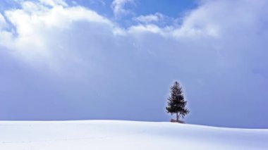 karlı tepede yalnız iğne yapraklı ağaç, Hokkaido, Japonya