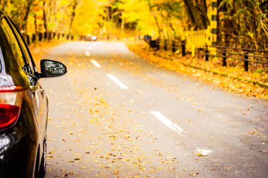 Sonbahar sezonu ağaç ormanı etrafında yolda araba