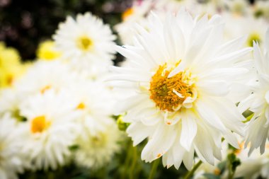 Bahçedeki güzel renkli çiçek.