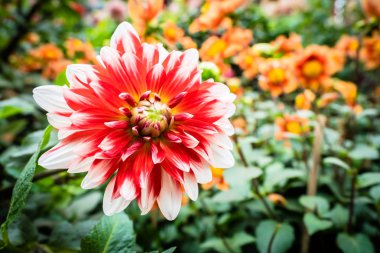 Bahçedeki güzel renkli çiçek.