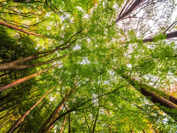 Beautiful Landscape Big Tree Forest Low Angel View Point — Stock Photo, Image