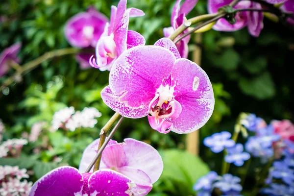 Vakker Fargerik Blomst Hagen – stockfoto