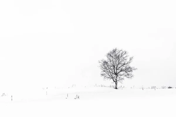 Peisaj Frumos Aer Liber Copac Singuratic Sezonul Iarnă Zăpadă — Fotografie, imagine de stoc