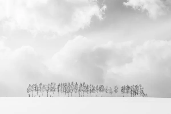 Schöne Natur Landschaft Freien Mit Einer Gruppe Von Baumzweigen Schnee — Stockfoto