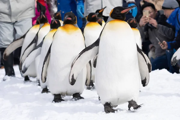 Arashiyama Hokkaido Japão Fevereiro 2019 Grupo Pinguins Show Asahiyama Zoológico — Fotografia de Stock