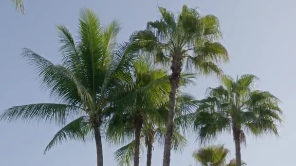 Szenische Nahaufnahmen Von Kokospalmen Auf Tropischer Insel — Stockvideo
