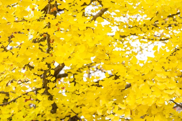 Vackra Gula Ginkgo Blad Träd Höstsäsongen — Stockfoto