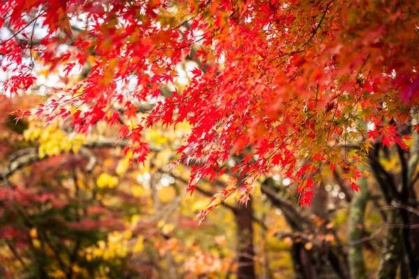 Schöner Roter Und Grüner Ahornbaum Der Herbstsaison — Stockfoto