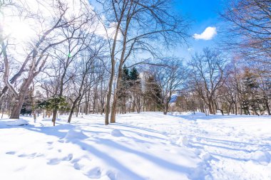 Kar kış sezonu için seyahat Hokkaido Japonya ağacında ile güzel manzara