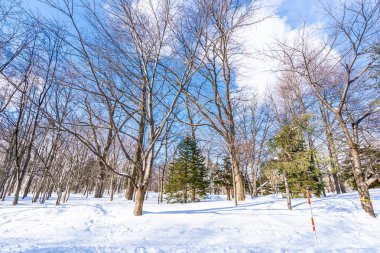 Kar kış sezonu için seyahat Hokkaido Japonya ağacında ile güzel manzara