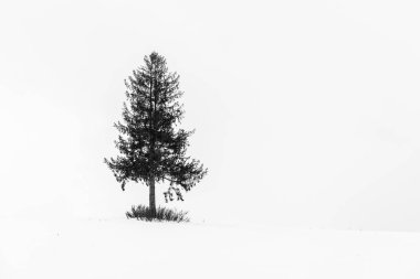 Yalnız Noel ağacı içinde kar kış sezonu - işleme siyah ve beyaz renk ile güzel açık peyzaj