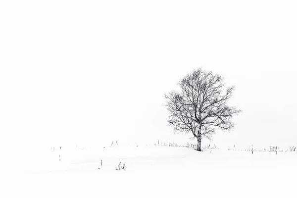 Prachtig Buitenlandschap Met Eenzame Boom Sneeuw Winterseizoen — Stockfoto