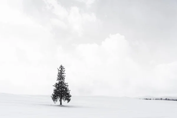 Krásné Venkovní Přírodní Krajina Sám Vánoční Stromečky Sněhu Zimní Počasí — Stock fotografie