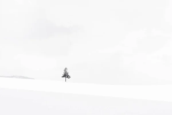 Красивий Відкритий Ландшафт Природи Ялинка Зимовий Сніговий Сезон Копіювальним Простором — стокове фото