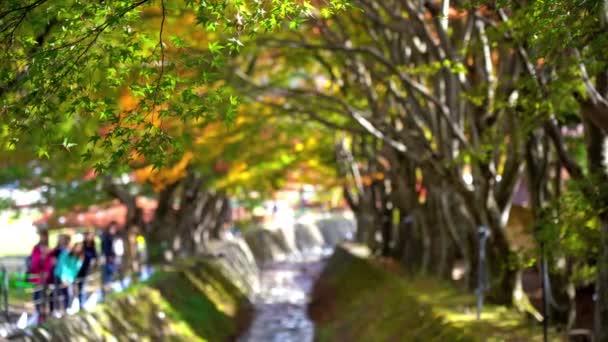 美丽的绿树枝的风景特写镜头 — 图库视频影像