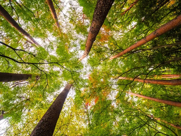 Schöne Landschaft Mit Großem Baum Wald Mit Niedrigem Engel Aussichtspunkt — Stockfoto