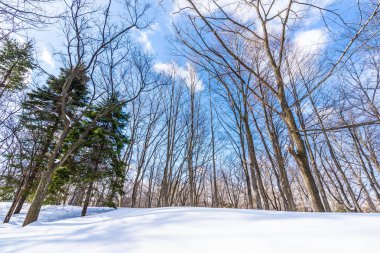 Kar kış sezonu için seyahat Hokkaido Japonya ağacında ile güzel manzara